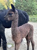 alpaca for sale