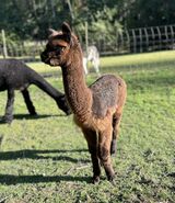 alpaca for sale