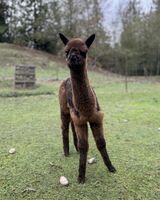 alpaca for sale