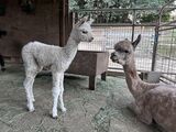 alpaca for sale