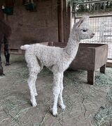 alpaca for sale