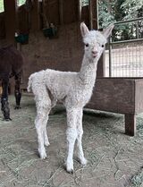 alpaca for sale