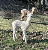 alpaca for sale