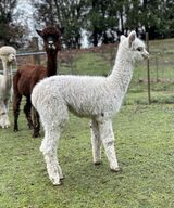 alpaca for sale