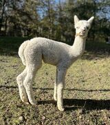 alpaca for sale