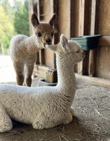 alpaca for sale