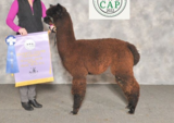 alpaca for sale