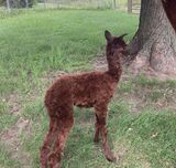 alpaca for sale