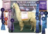 alpaca for sale