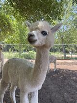 alpaca for sale