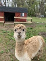 alpaca for sale