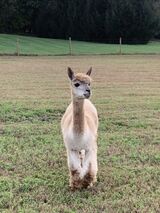 alpaca for sale