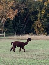 alpaca for sale