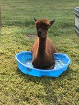 alpaca for sale