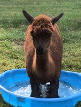 alpaca for sale