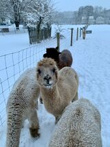 alpaca for sale