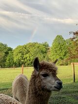 alpaca for sale