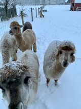 alpaca for sale