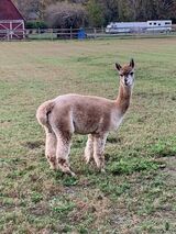 alpaca for sale