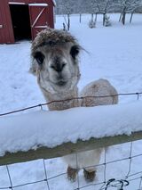 alpaca for sale