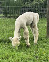 alpaca for sale