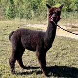 alpaca for sale