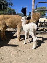 alpaca for sale