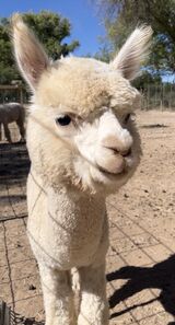 alpaca for sale