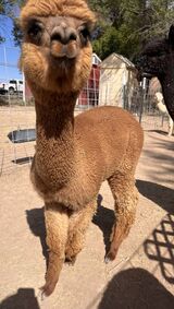 alpaca for sale