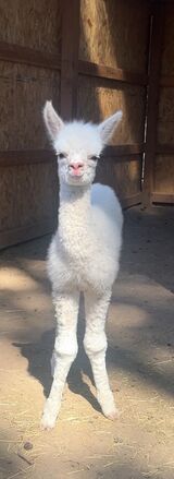 alpaca for sale