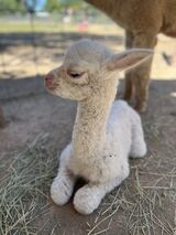 alpaca for sale