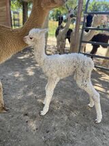 alpaca for sale