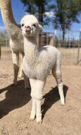 alpaca for sale