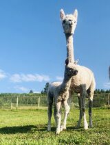 alpaca for sale