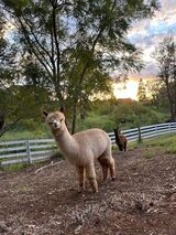 alpaca for sale