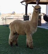 alpaca for sale