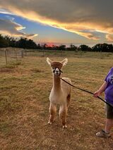 alpaca for sale