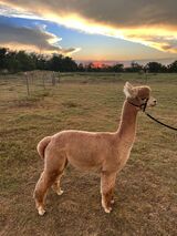 alpaca for sale