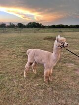 alpaca for sale