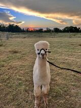 alpaca for sale