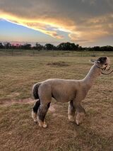 alpaca for sale