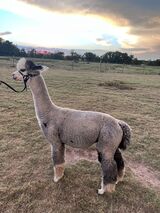 alpaca for sale