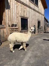 alpaca for sale