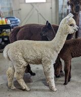 alpaca for sale