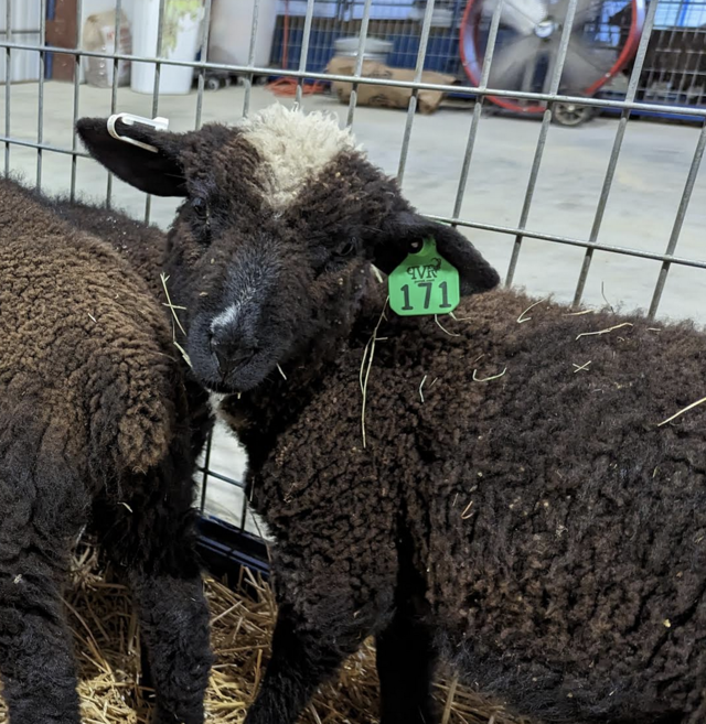 Pandora - Registered B generation Harlequin Ewe