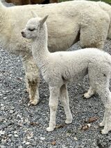 alpaca for sale