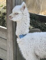 alpaca for sale