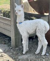 alpaca for sale