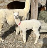 alpaca for sale