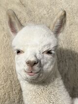 alpaca for sale